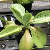 Donkey Ears Plant Live - Kalanchoe Gastonis-Bonnieri Succulent Houseplant - Image 1
