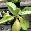 Donkey Ears Succulent Live Plant - Kalanchoe Gastonis-Bonnieri - Rare Indoor Outdoor Succulent - Image 1