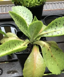 Donkey Ears Succulent Live Plant - Kalanchoe Gastonis-Bonnieri - Rare Indoor Outdoor Succulent - Image 1