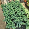 Donkey Tail Sedum Live Plant - Trailing Succulent, 4in Pot, Indoor - Image 1