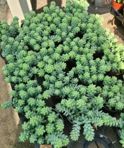 Donkey Tail Sedum Live Plant - Trailing Succulent, 4in Pot, Indoor - Image 1