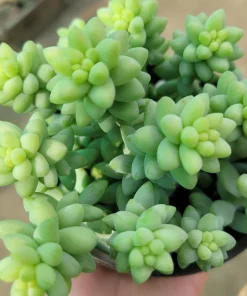 Donkey Tail Sedum Live Plant - Trailing Succulent, 4in Pot, Indoor - Image 2