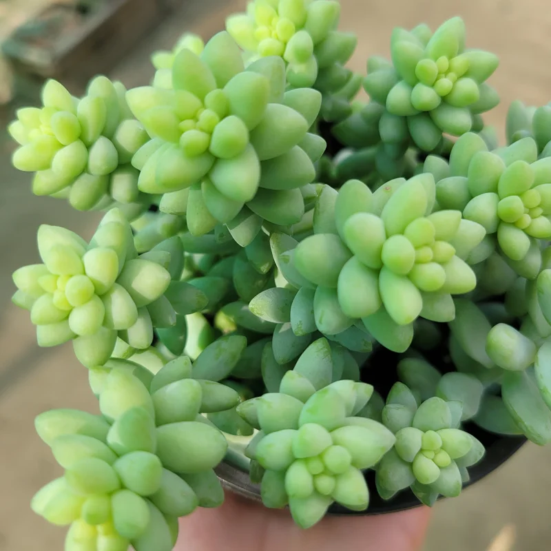 Donkey Tail Sedum Live Plant - Trailing Succulent, 4in Pot, Indoor - Image 2