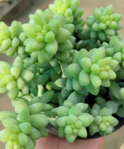 Donkey Tail Sedum Live Plant - Trailing Succulent, 4in Pot, Indoor - Image 2