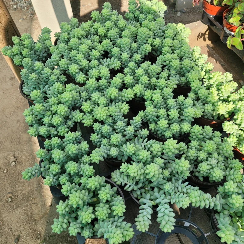 Donkey Tail Sedum Live Plant - Trailing Succulent, 4in Pot, Indoor - Image 1