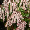 Dorothy Wycoff Pieris Japanese Andromeda Live Plant #1 Container Grown 6-12" Tall Hardy to -25F - Image 1