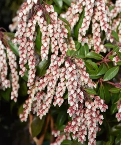 Dorothy Wycoff Pieris Japanese Andromeda Live Plant #1 Container Grown 6-12