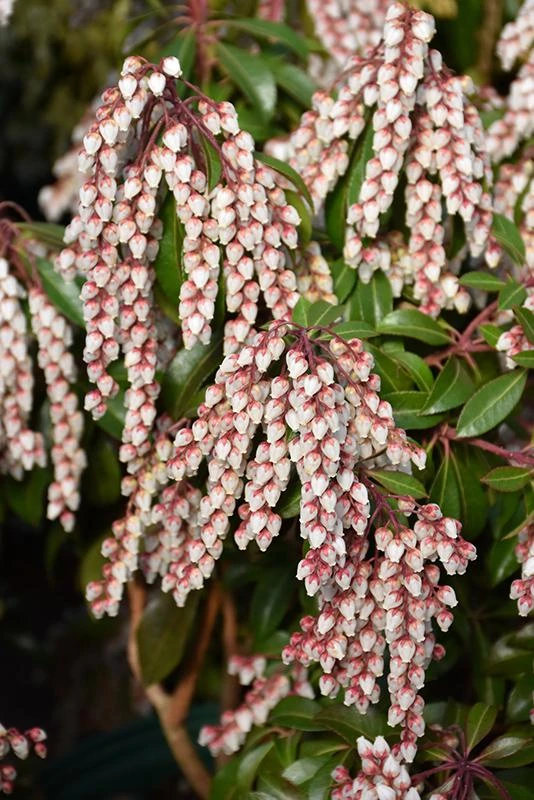Dorothy Wycoff Pieris Japanese Andromeda Live Plant #1 Container Grown 6-12" Tall Hardy to -25F - Image 1