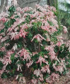 Dorothy Wycoff Pieris Japanese Andromeda Live Plant #1 Container Grown 6-12