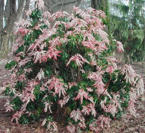 Dorothy Wycoff Pieris Japanese Andromeda Live Plant #1 Container Grown 6-12" Tall Hardy to -25F - Image 2