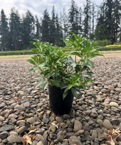 Dorothy Wycoff Pieris Japanese Andromeda Live Plant #1 Container Grown 6-12