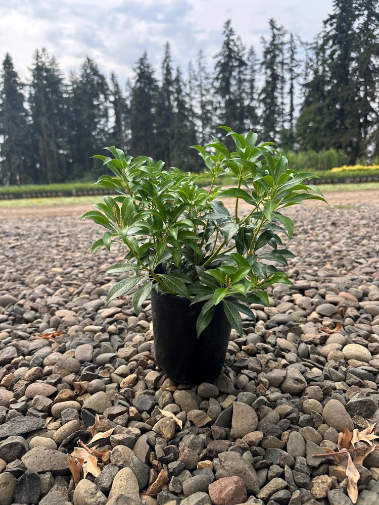 Dorothy Wycoff Pieris Japanese Andromeda Live Plant #1 Container Grown 6-12" Tall Hardy to -25F - Image 3