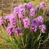 Dotted Blazing Star Seeds - Liatris punctata - 25 Seeds - Full Sun Perennial - Image 1