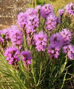 Dotted Blazing Star Seeds - Liatris punctata - 25 Seeds - Full Sun Perennial - Image 1