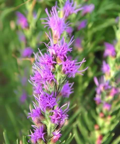 Dotted Blazing Star Seeds - Liatris punctata - 25 Seeds - Full Sun Perennial - Image 2