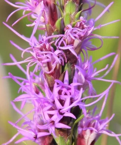 Dotted Blazing Star Seeds - Liatris punctata - 25 Seeds - Full Sun Perennial - Image 3