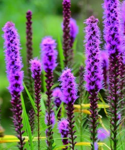 Dotted Blazing Star Seeds - Liatris punctata - 25 Seeds - Full Sun Perennial - Image 4