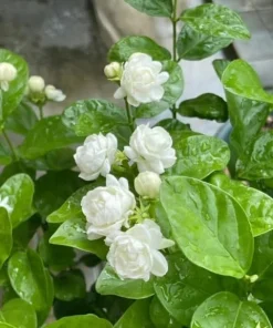 Double Bloom Jasmine Live Plant 4-6 Inch Tall - Fragrant White Flowers - Image 2