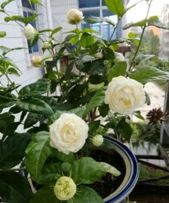 Double Bloom Jasmine Live Plant 4-6 Inch Tall - Fragrant White Flowers - Image 4
