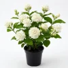 Double Bloom Jasmine Live Plant 4-6 Inch Tall - Fragrant White Flowers - Image 1