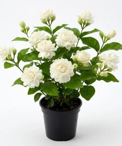 Double Bloom Jasmine Live Plant 4-6 Inch Tall - Fragrant White Flowers - Image 1