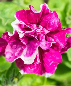 Double Mix Petunia Flower Seeds - Floribunda Red Pink Purple - 20 Seeds - Image 10
