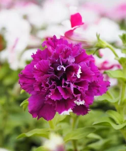 Double Mix Petunia Flower Seeds - Floribunda Red Pink Purple - 20 Seeds - Image 11