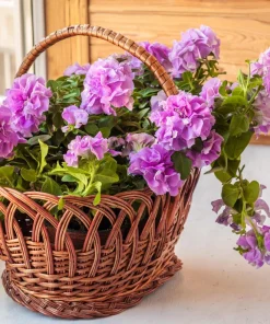 Double Mix Petunia Flower Seeds - Floribunda Red Pink Purple - 20 Seeds - Image 12