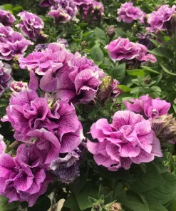 Double Mix Petunia Flower Seeds - Floribunda Red Pink Purple - 20 Seeds - Image 2