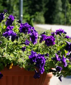 Double Mix Petunia Flower Seeds - Floribunda Red Pink Purple - 20 Seeds - Image 3