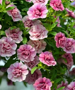 Double Mix Petunia Flower Seeds - Floribunda Red Pink Purple - 20 Seeds - Image 4