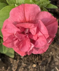 Double Mix Petunia Flower Seeds - Floribunda Red Pink Purple - 20 Seeds - Image 5
