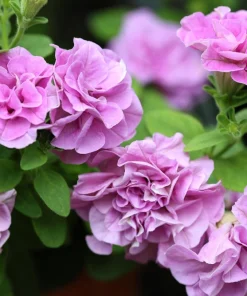 Double Mix Petunia Flower Seeds - Floribunda Red Pink Purple - 20 Seeds - Image 6