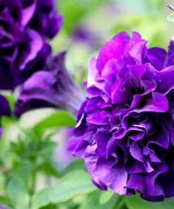 Double Mix Petunia Flower Seeds - Floribunda Red Pink Purple - 20 Seeds - Image 7