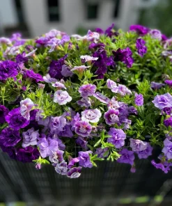 Double Mix Petunia Flower Seeds - Floribunda Red Pink Purple - 20 Seeds - Image 8