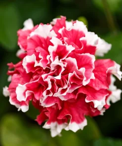 Double Mix Petunia Flower Seeds - Floribunda Red Pink Purple - 20 Seeds - Image 9