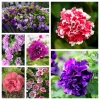 Double Mix Petunia Flower Seeds - Floribunda Red Pink Purple - 20 Seeds - Image 1
