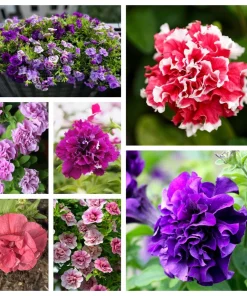 Double Mix Petunia Flower Seeds - Floribunda Red Pink Purple - 20 Seeds - Image 1