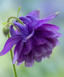 Double Mixed Columbine Seeds - Vibrant Multi-Colored Flowers - 100 Seeds - Pollinator Friendly - Image 2