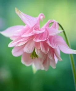 Double Mixed Columbine Seeds - Vibrant Multi-Colored Flowers - 100 Seeds - Pollinator Friendly - Image 3