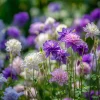Double Mixed Columbine Seeds - Vibrant Multi-Colored Flowers - 100 Seeds - Pollinator Friendly - Image 1