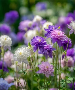 Double Mixed Columbine Seeds - Vibrant Multi-Colored Flowers - 100 Seeds - Pollinator Friendly - Image 1