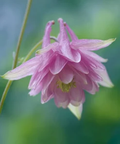 Double Mixed Columbine Seeds - Vibrant Multi-Colored Flowers - 100 Seeds - Pollinator Friendly - Image 5