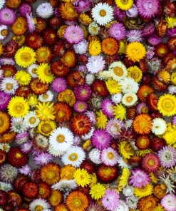 Double Mixed Strawflower Seeds - Xerochrysum Bracteatum - 100 Seeds - Image 10