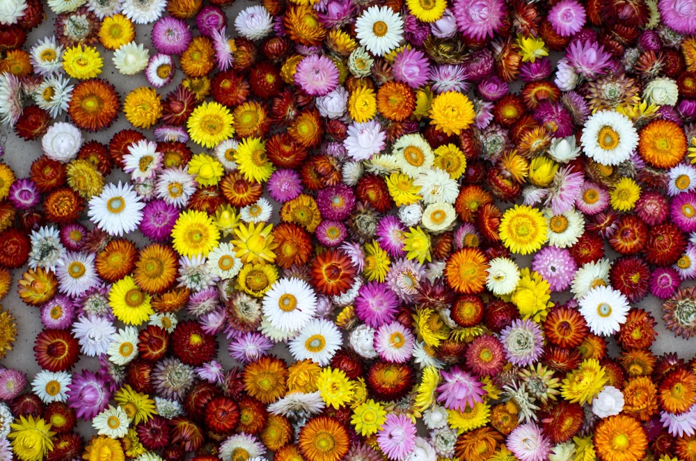 Double Mixed Strawflower Seeds - Xerochrysum Bracteatum - 100 Seeds - Image 10