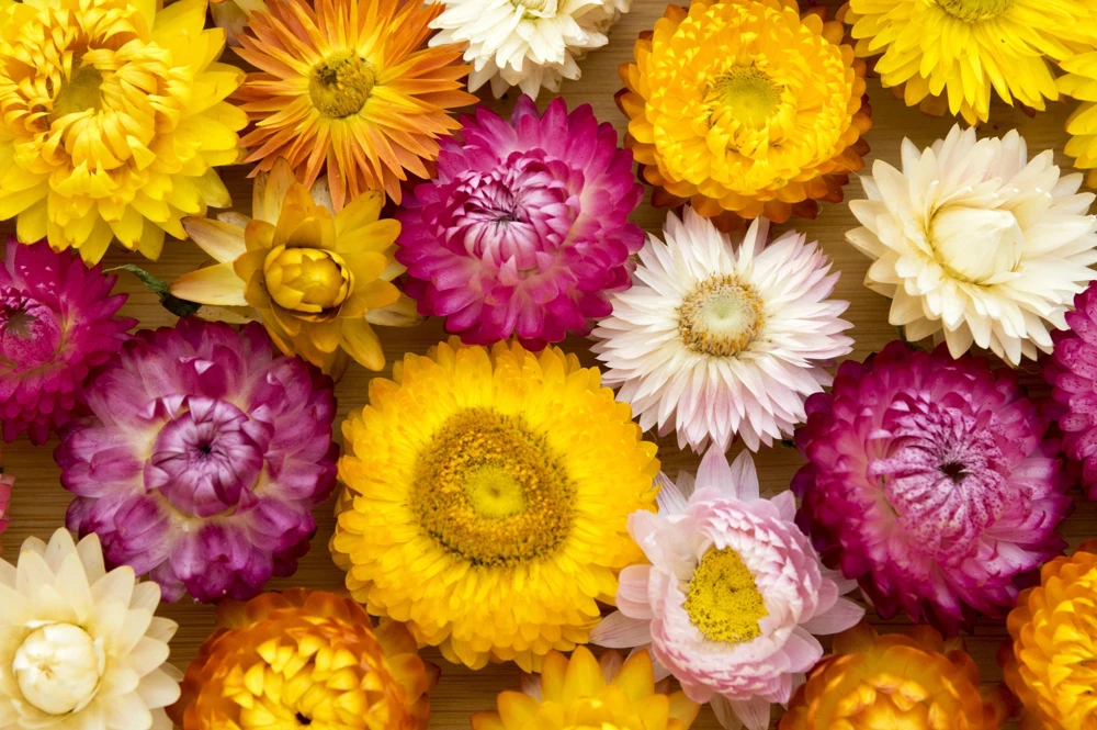 Double Mixed Strawflower Seeds - Xerochrysum Bracteatum - 100 Seeds - Image 11