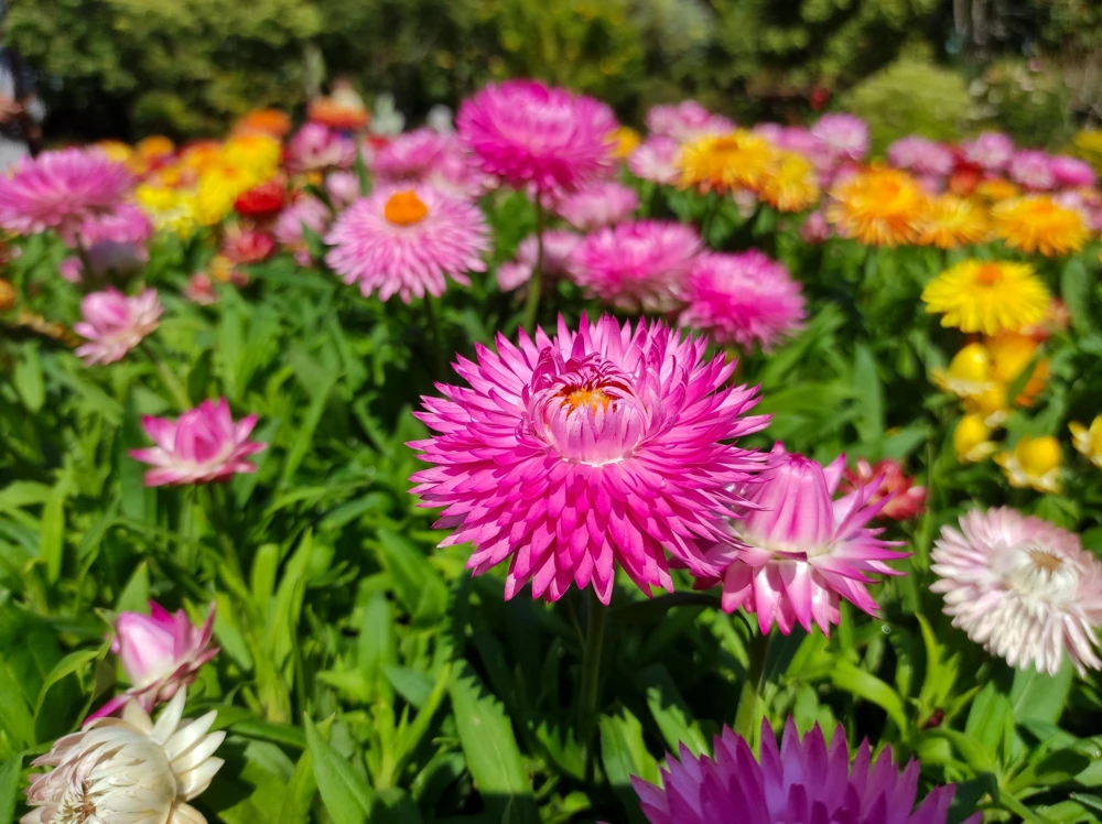 Double Mixed Strawflower Seeds - Xerochrysum Bracteatum - 100 Seeds - Image 12