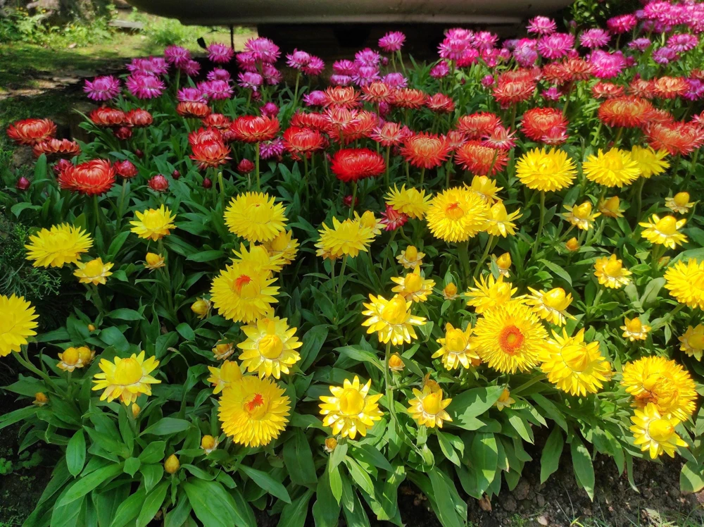 Double Mixed Strawflower Seeds - Xerochrysum Bracteatum - 100 Seeds - Image 13