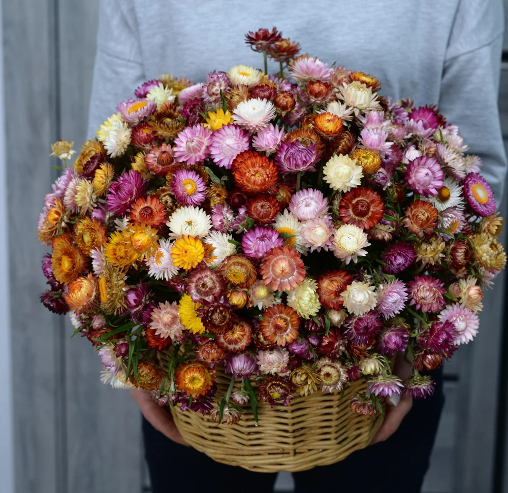 Double Mixed Strawflower Seeds - Xerochrysum Bracteatum - 100 Seeds - Image 14