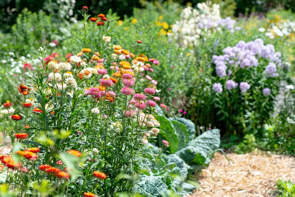 Double Mixed Strawflower Seeds - Xerochrysum Bracteatum - 100 Seeds - Image 15